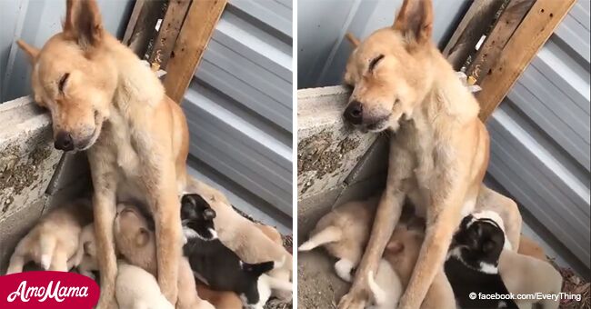Une vidéo déchirante montre une chienne faisant un dernier effort pour nourrir ses 12 bébés affamés