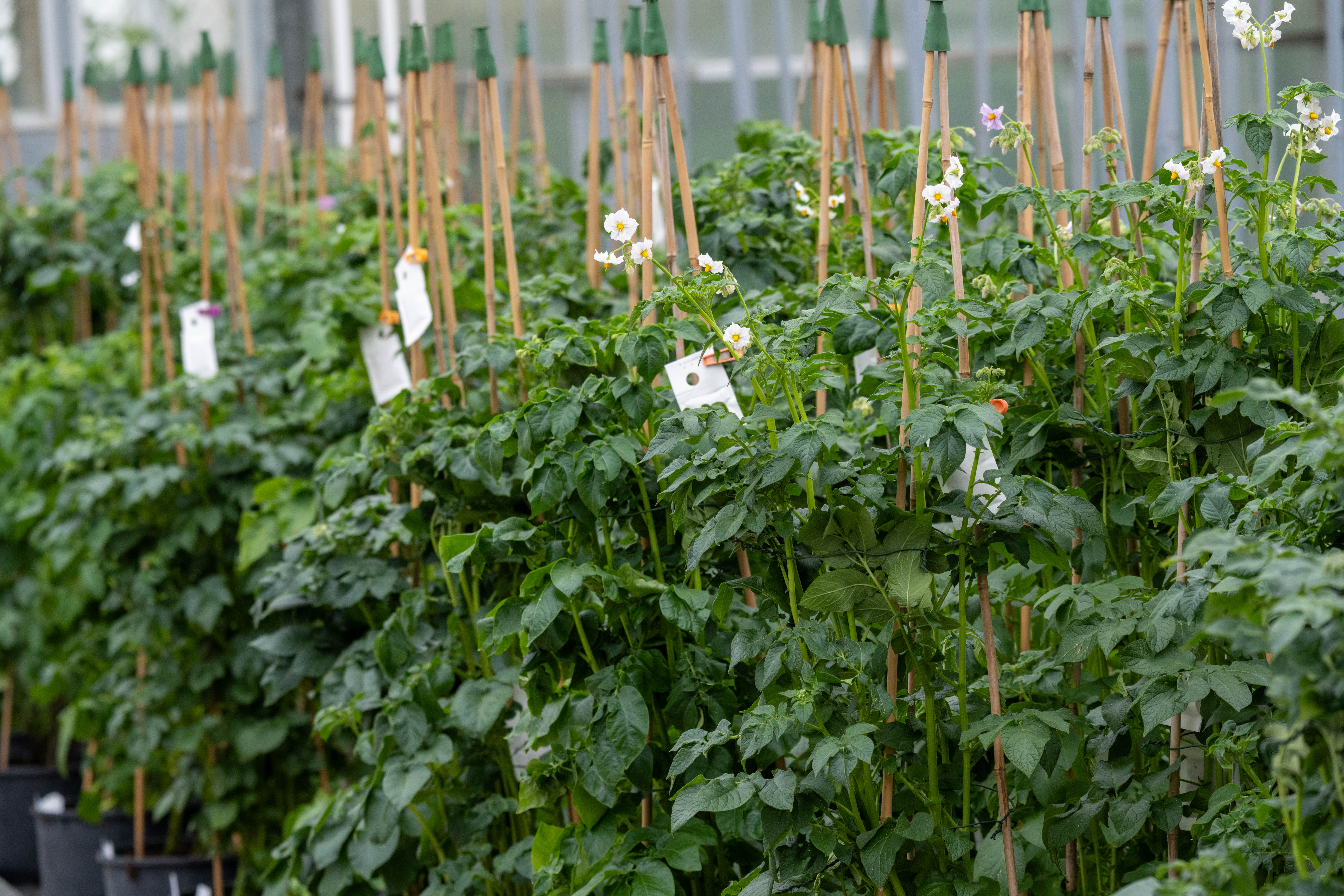Plants de pommes de terre dans une serre expérimentale | Source : Getty Images