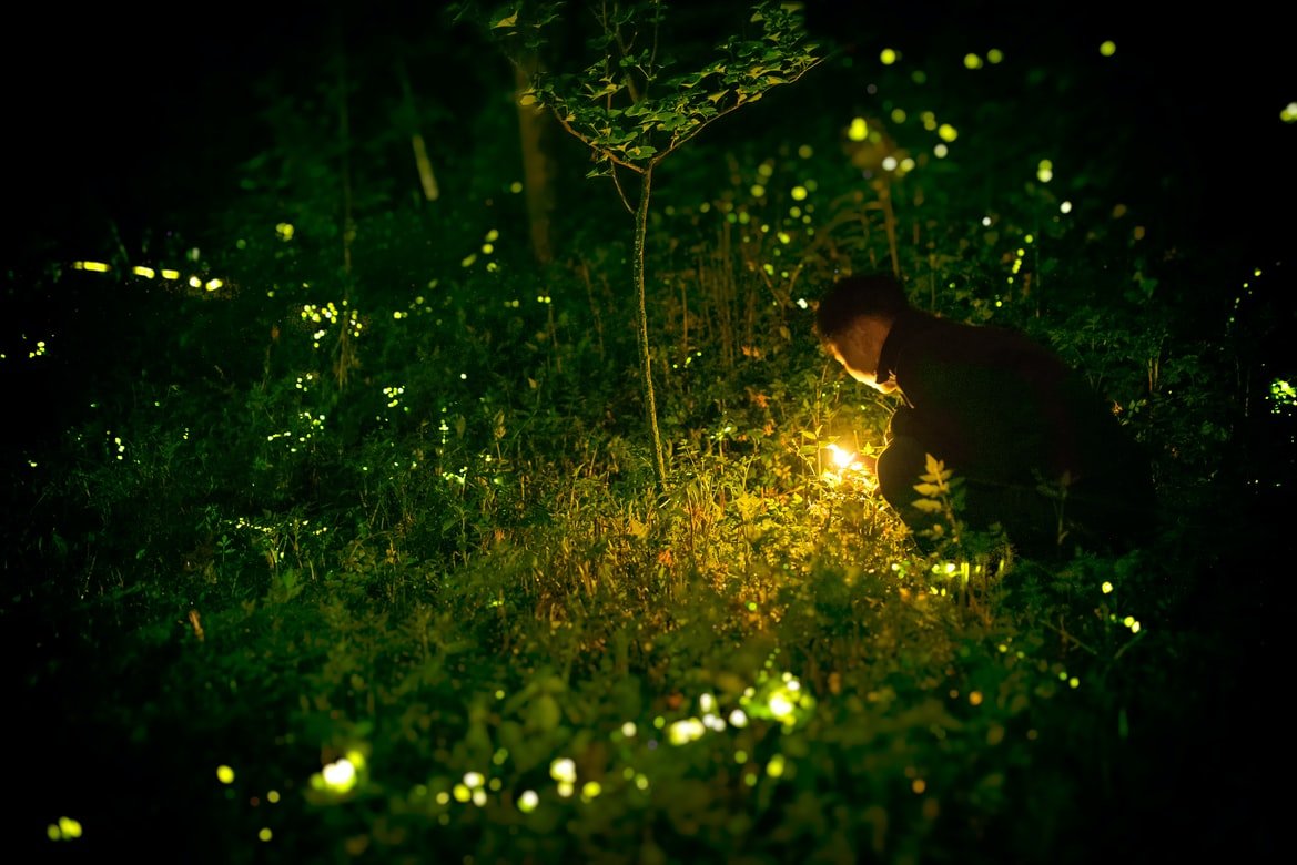 Les lucioles ont transformé le jardin en un lieu magique. | Source : Unsplash