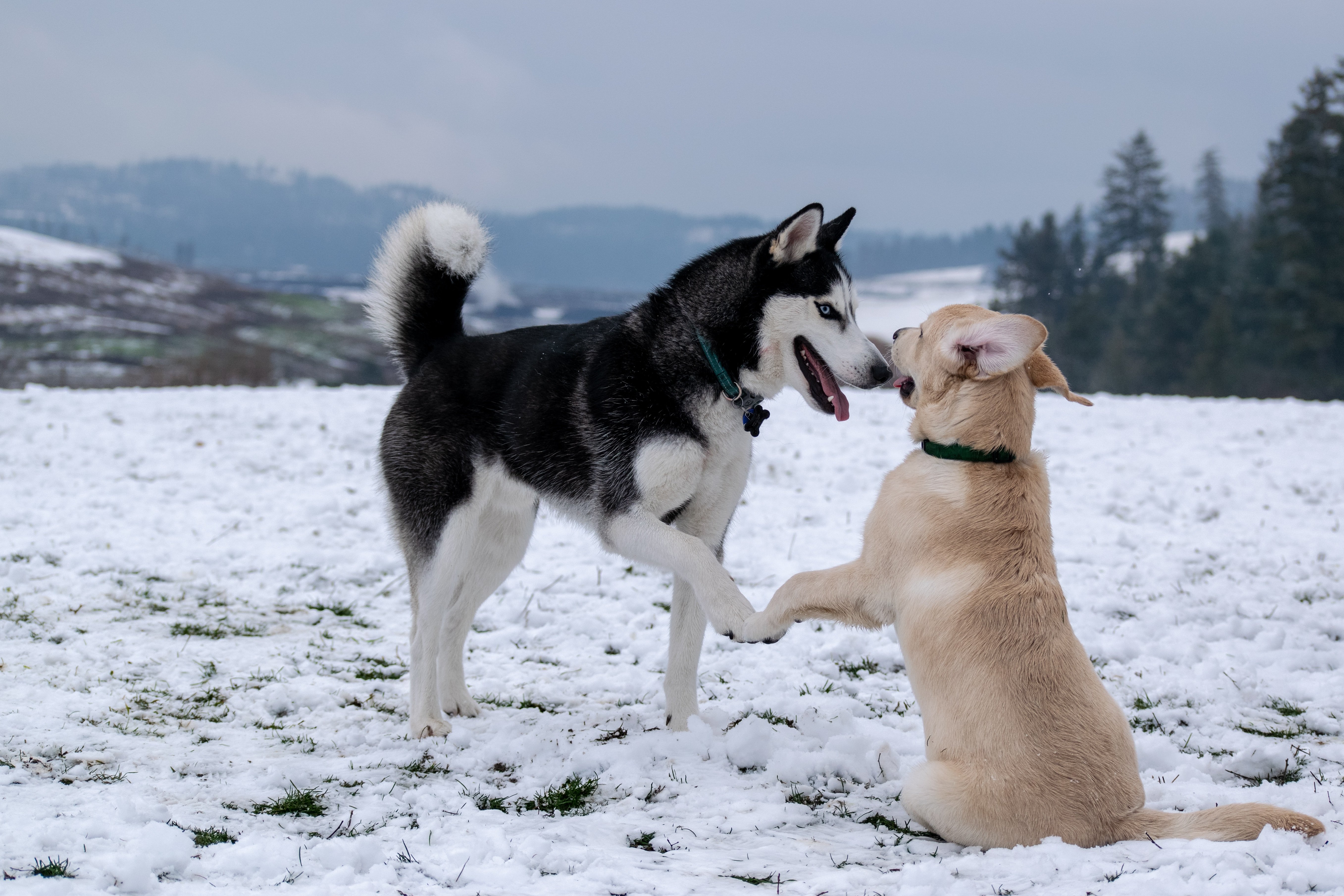 Deux chiens dans la neigne. | Source : Unsplash.com