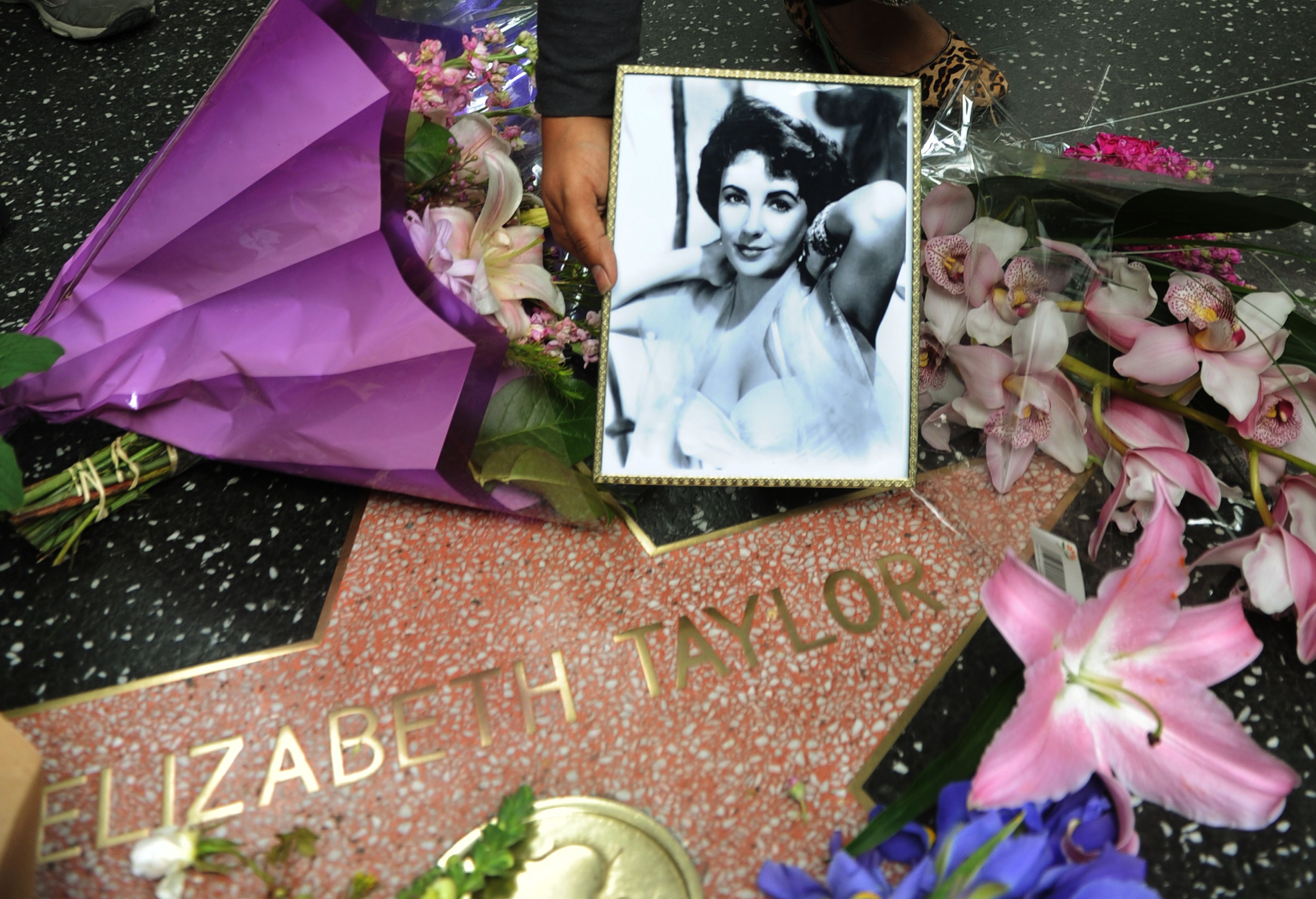 Un fan place une photo à côté de fleurs sur l'étoile d'Elizabeth Taylor au Hollywood Walk of Fame le 23 mars 2011 à Hollywood, Californie | Source : Getty Images