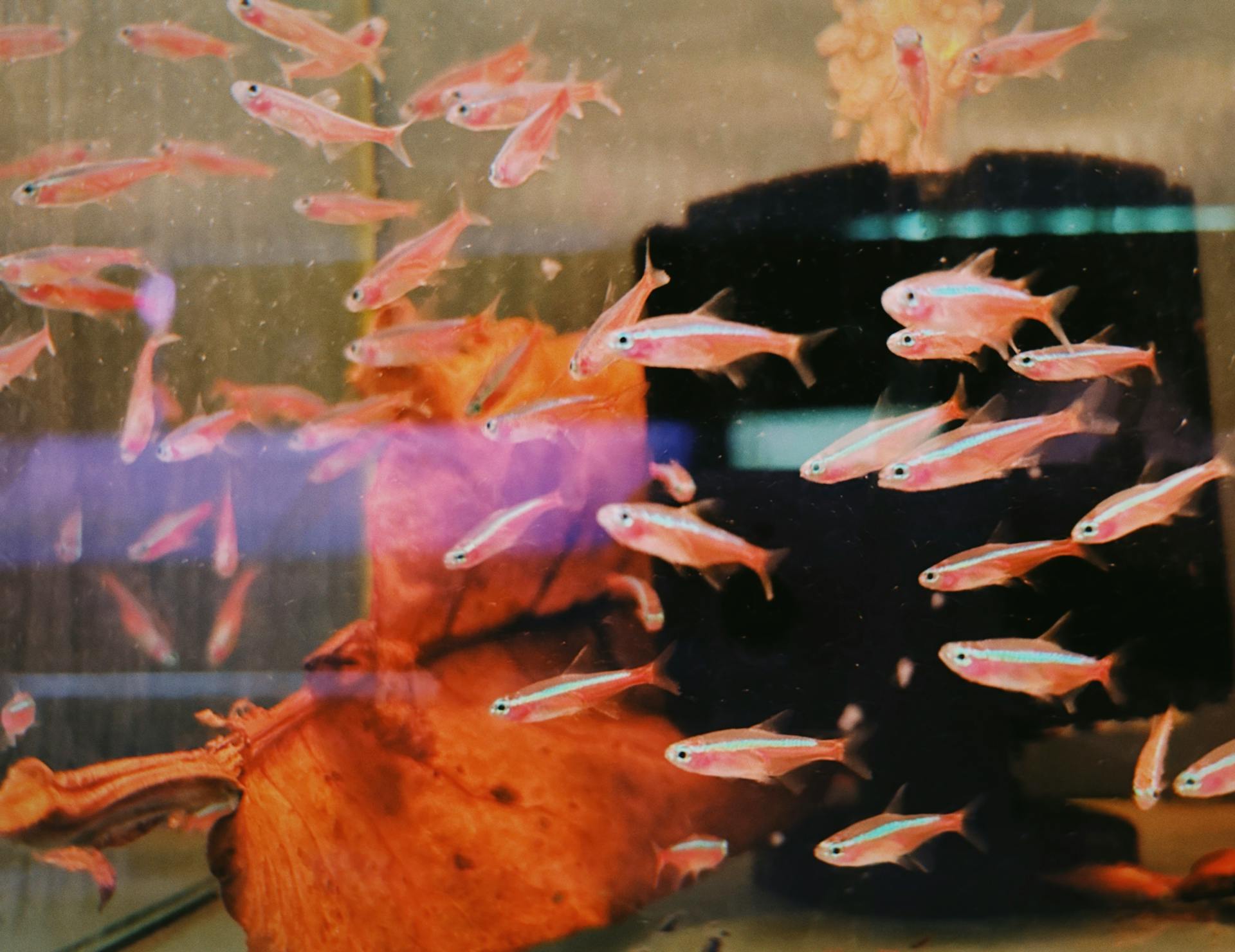 Poisson de compagnie dans un aquarium | Source : Pexels