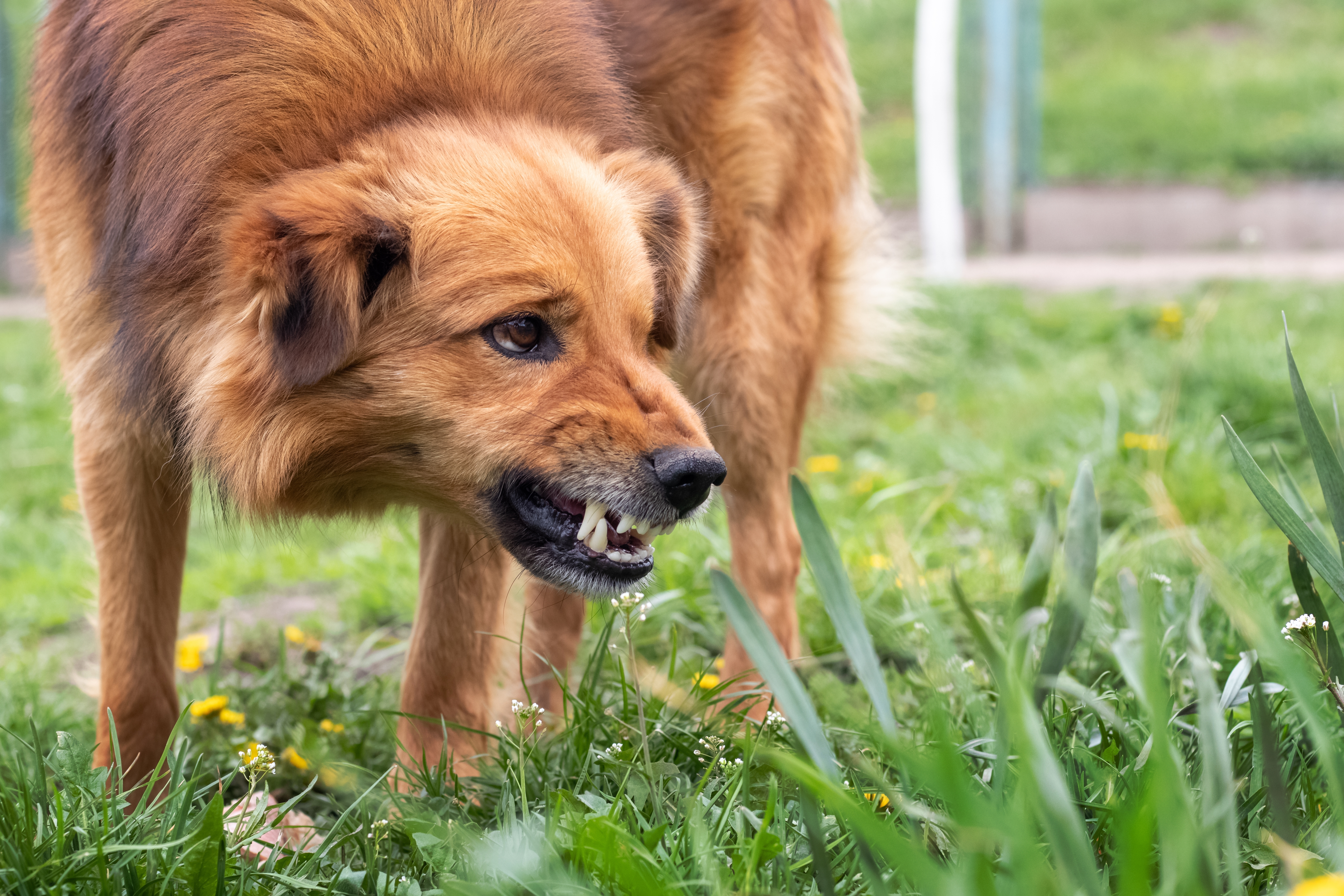Un chien agressif aboie | Source : Shutterstock