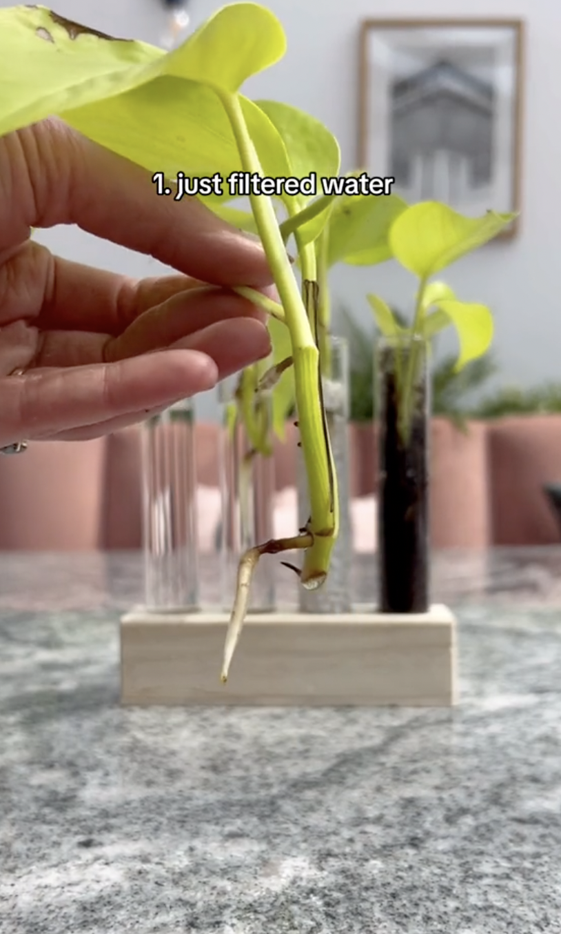 Les résultats de la première éprouvette de boutures de Neon pothos en cours de propagation dans un clip téléchargé le 5 octobre 2024 | Source : TikTok/thelittlelifelately