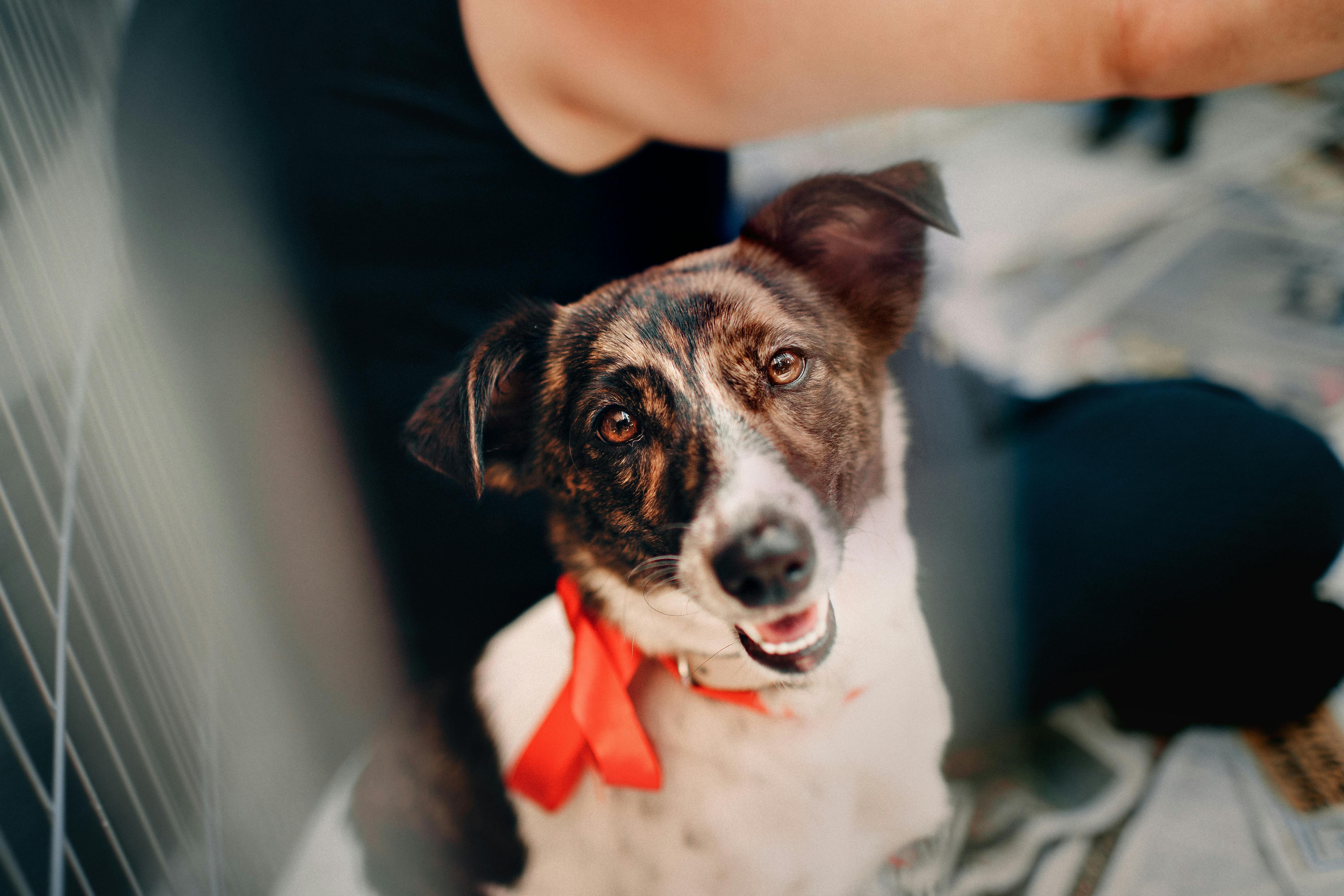 Une chienne dans une cage | Source : Pexels