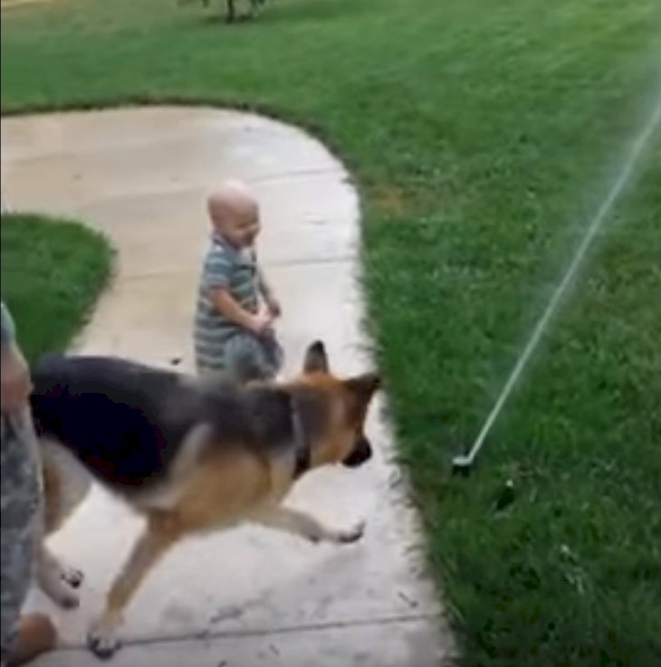 Un chien lutte contre un arroseur agaçant jusqu'à ce que un bébé règle le conflit d'une manière adorable.