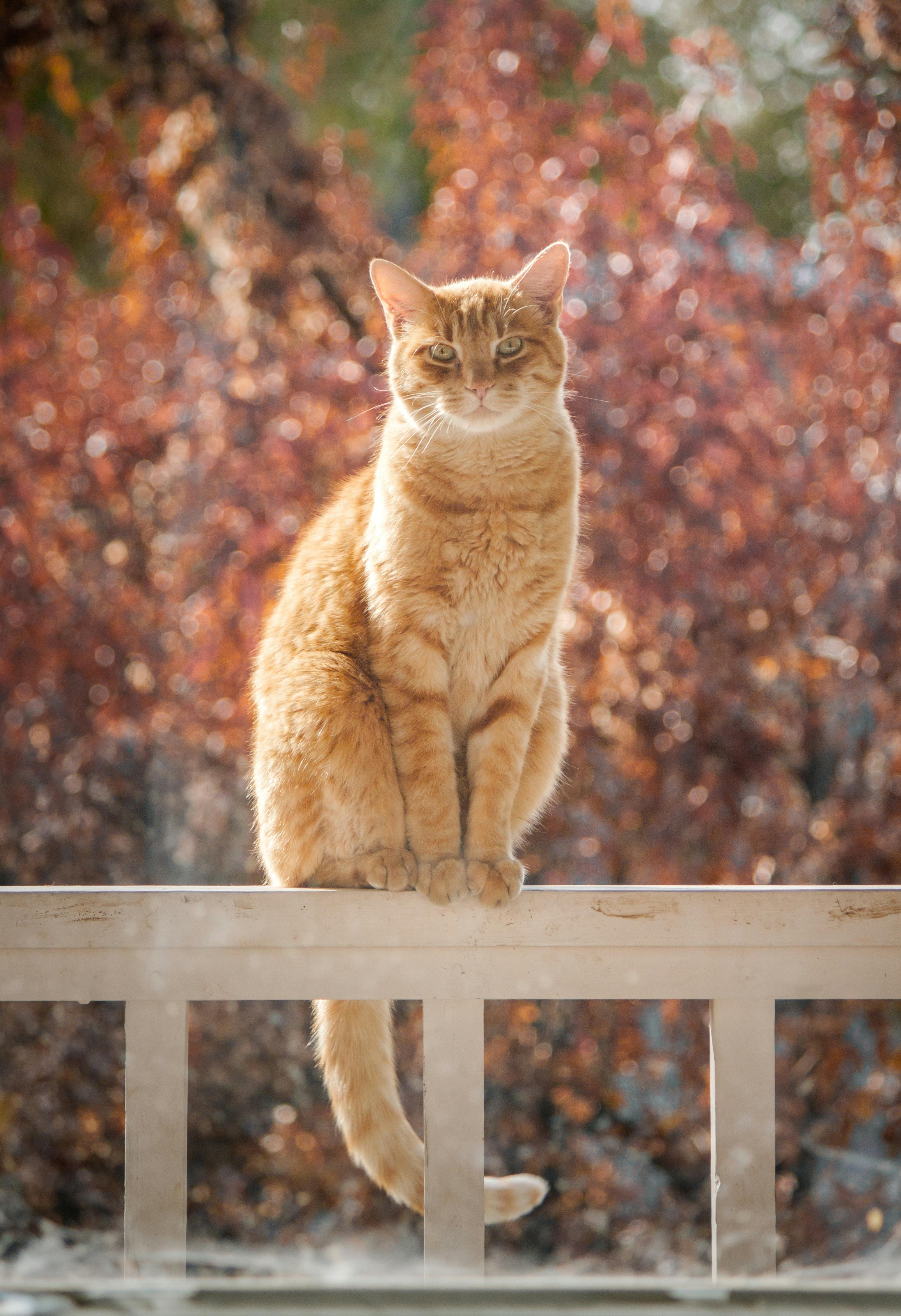 Un chat orange | Source : Pexels