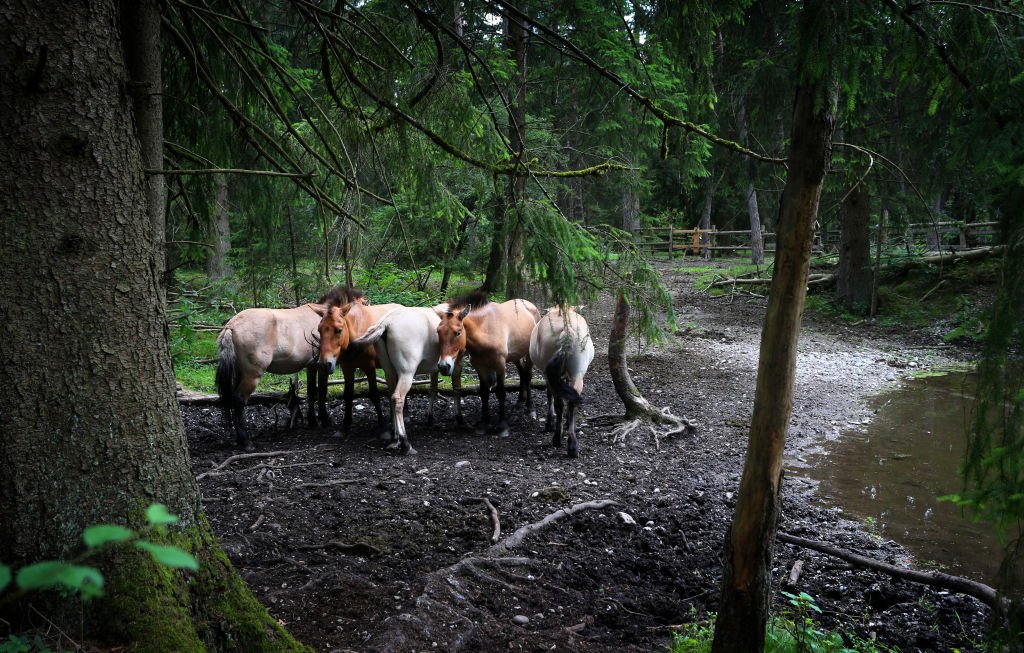 Des chevaux dans une campagne | Source : Getty Images