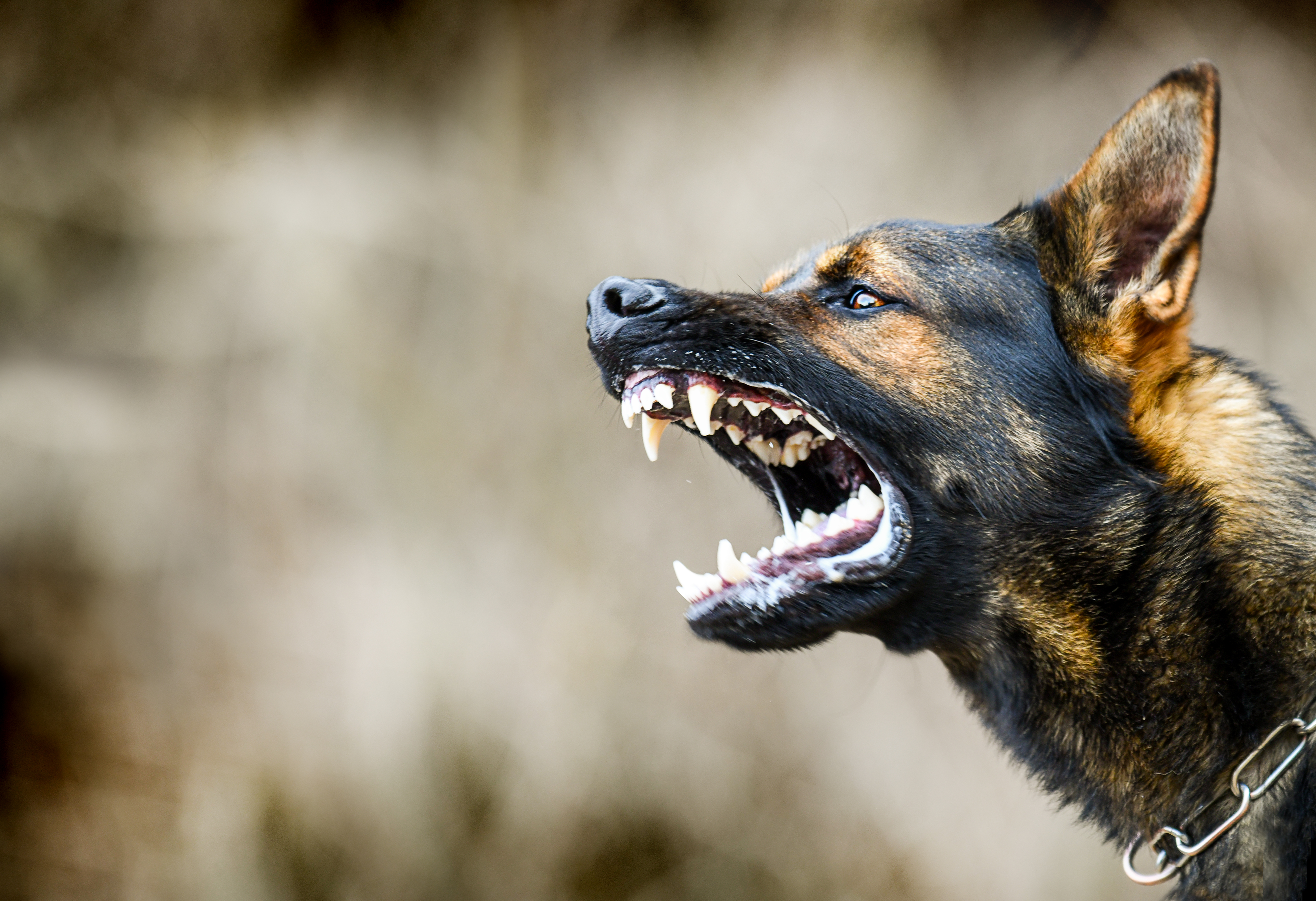 Cão agressivo |  Fonte: Shutterstock