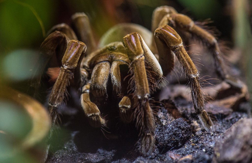 Gros plan d'une araignée. | Sources : Getty Images
