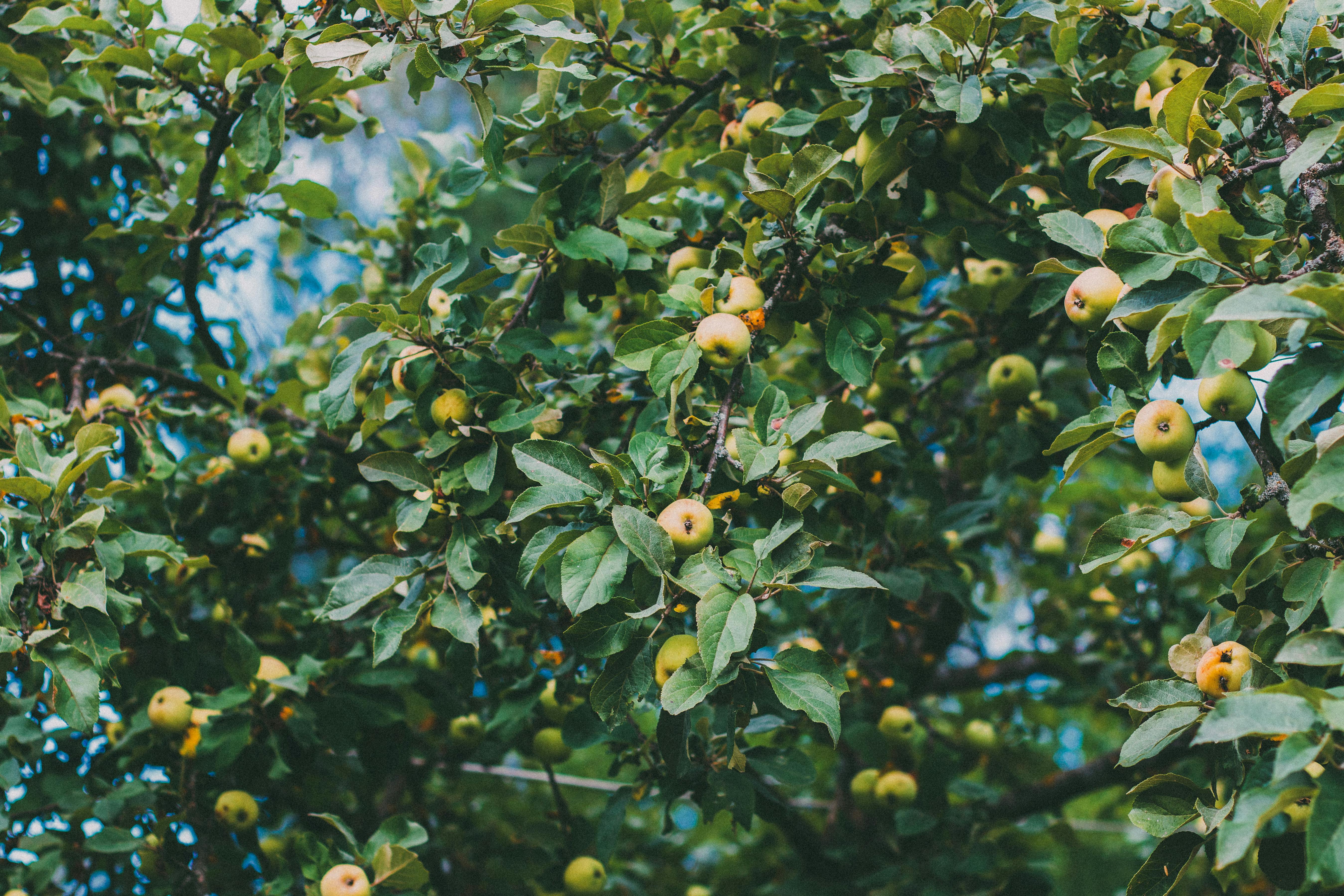 Pommier | Source : Pexels