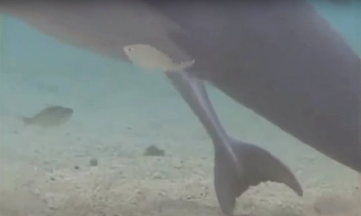  Dauphins |Source : YouTube Dolphin Give Birth on Camera