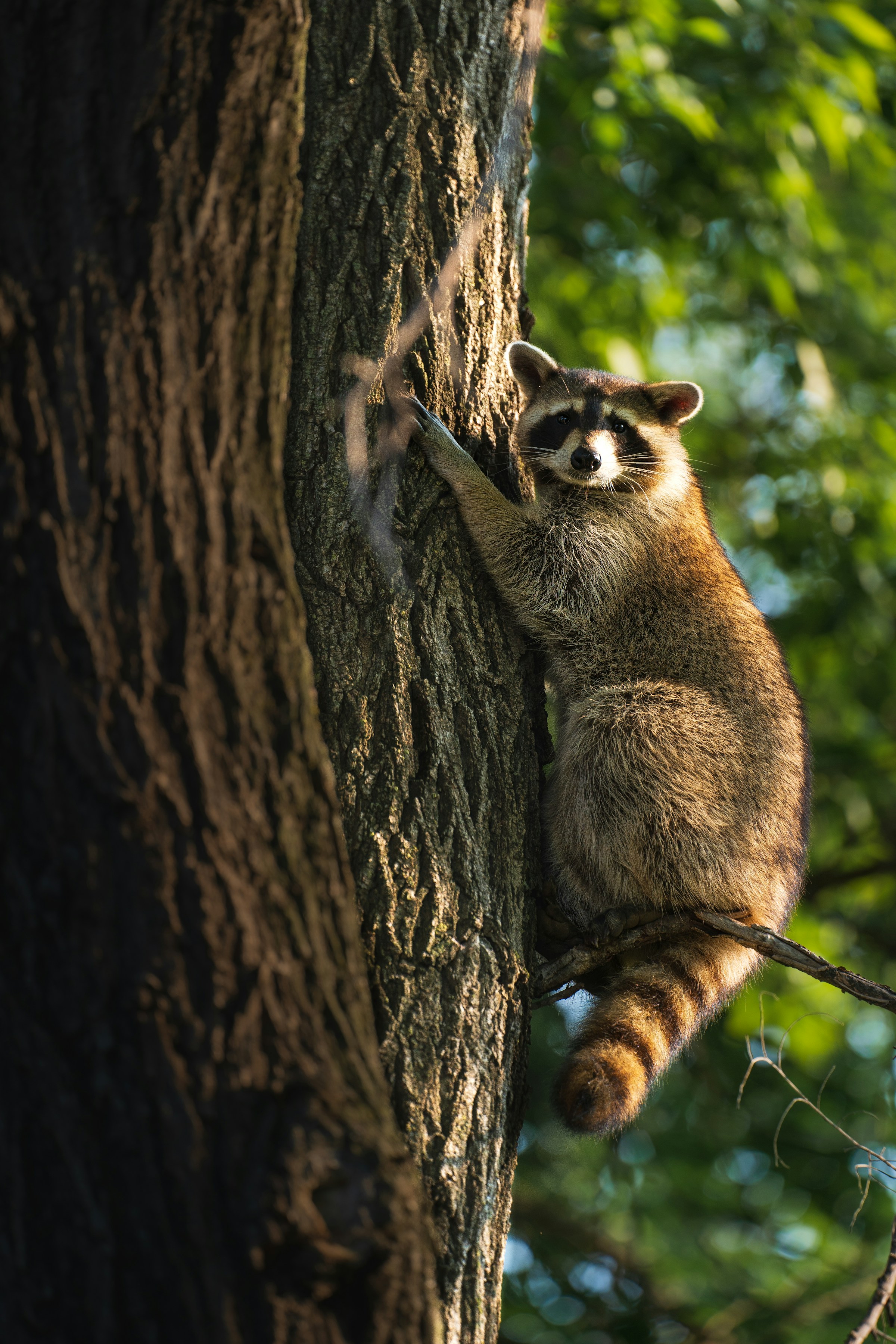 Un raton laveur grimpant à un arbre | Source : Unsplash