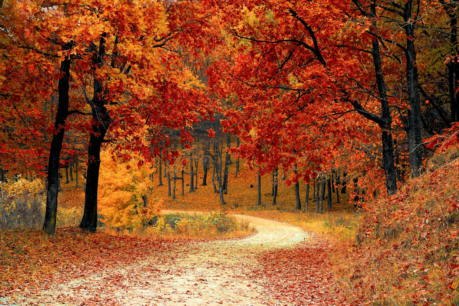 Une scène d'automne | Source : Pexels