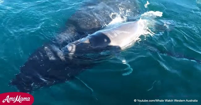 Les dauphins héros: comment ils ont sauvé une mère baleine et son baleineau des baleines à bosse mâles (vidéo)