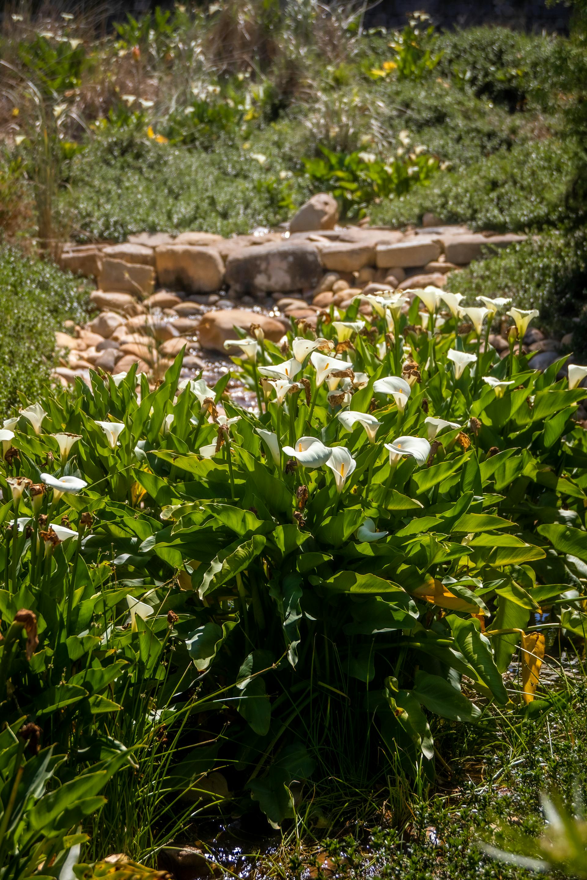 Lys blancs dans un jardin | Source : Pexels