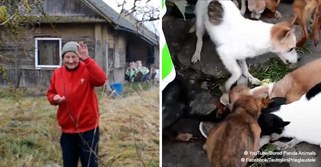 11 chiens affamés ont été trouvés vivant dans la maison d'une mamie avec elle dans de mauvaises conditions