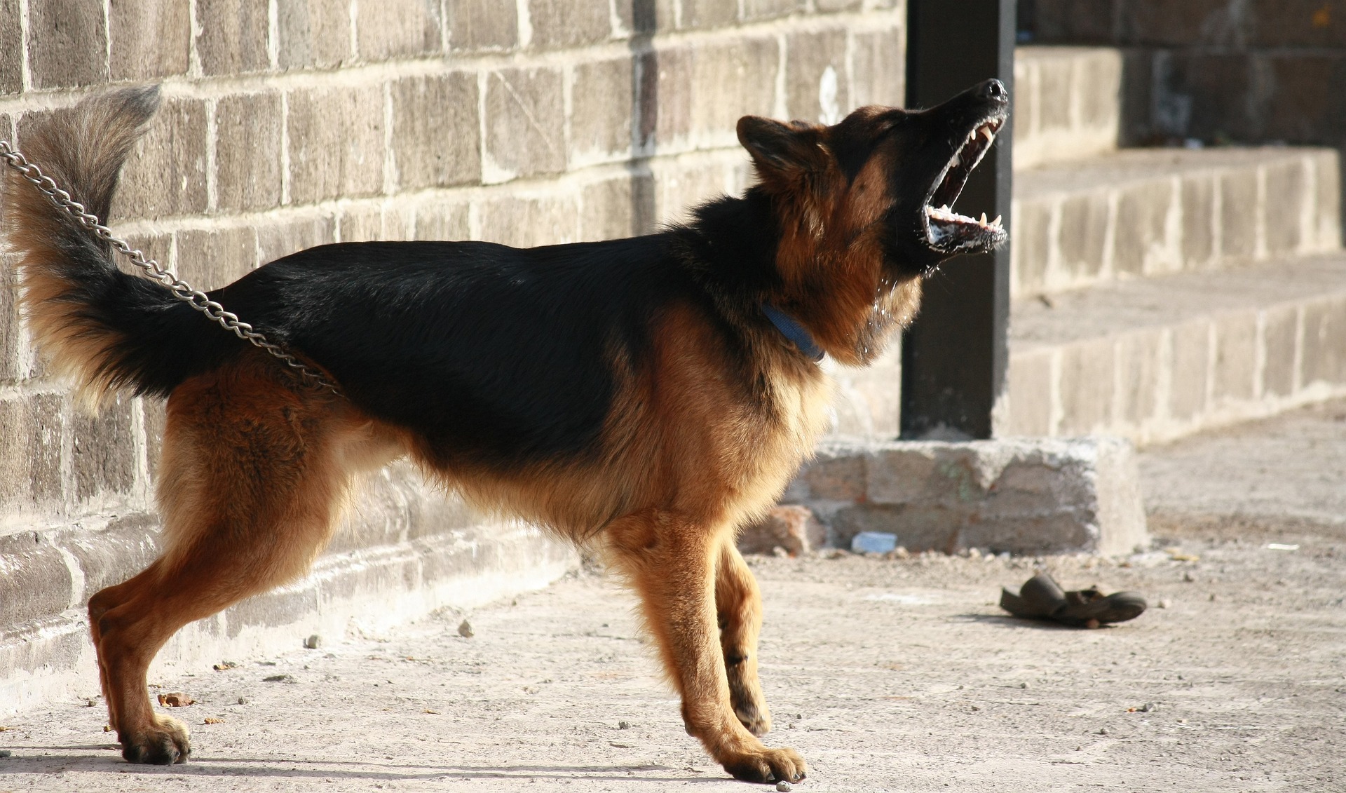 Un chien agressif qui aboie alors qu'il est en laisse | Source : Pixabay