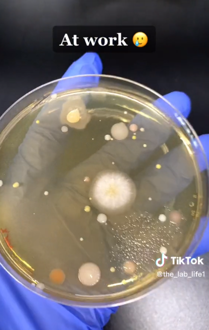 Les résultats des bactéries de @the_lab_life1 après son expérience de prélèvement d'échantillons de boîtes de Pétri sur le sèche-mains de son lieu de travail en 2023 | Source : TikTok/@the_lab_life1