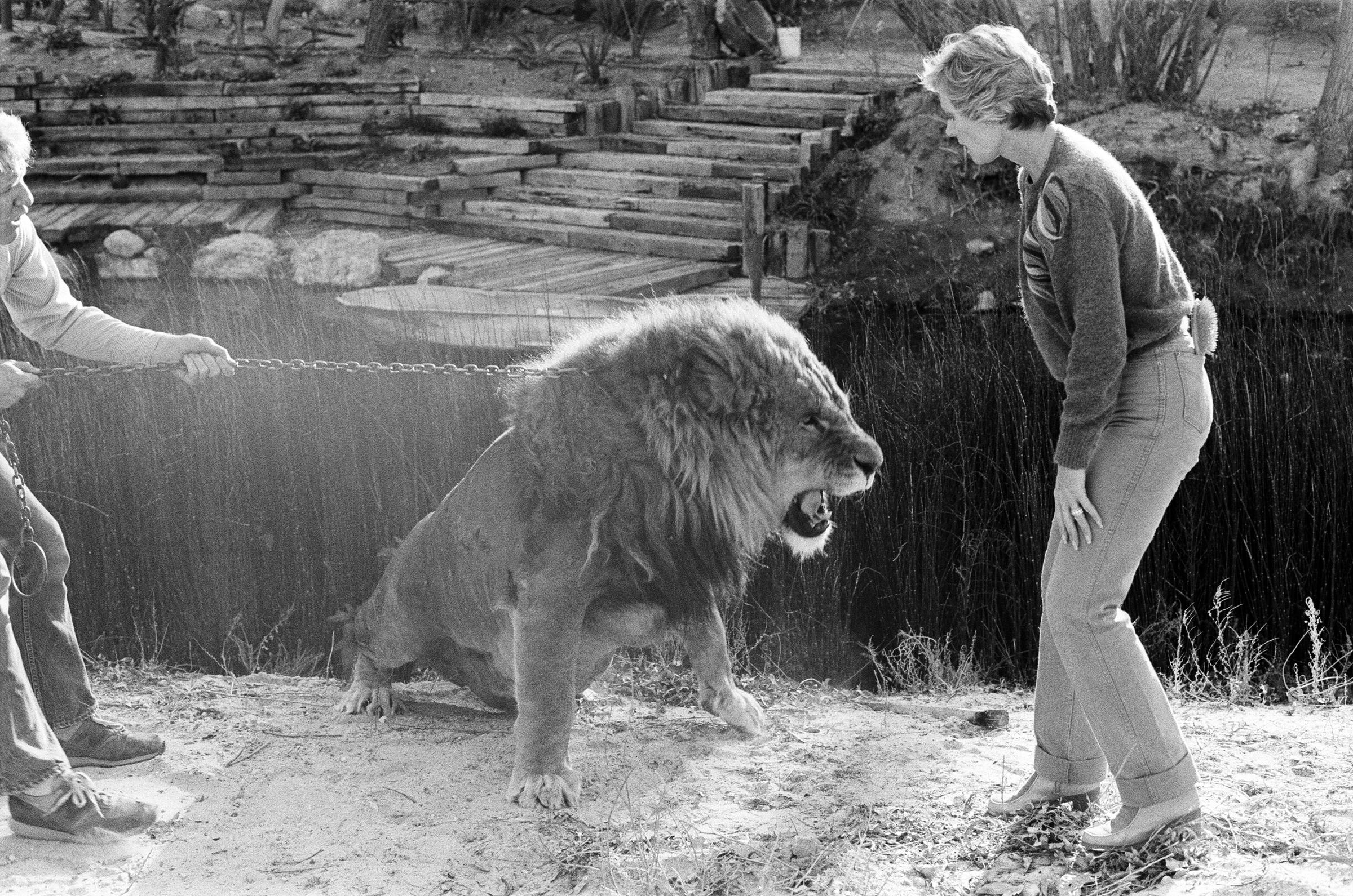 Tippi Hedren avec ses animaux dans sa propriété de la vallée de San Fernando, le 25 janvier 1982. | Source : Getty Images