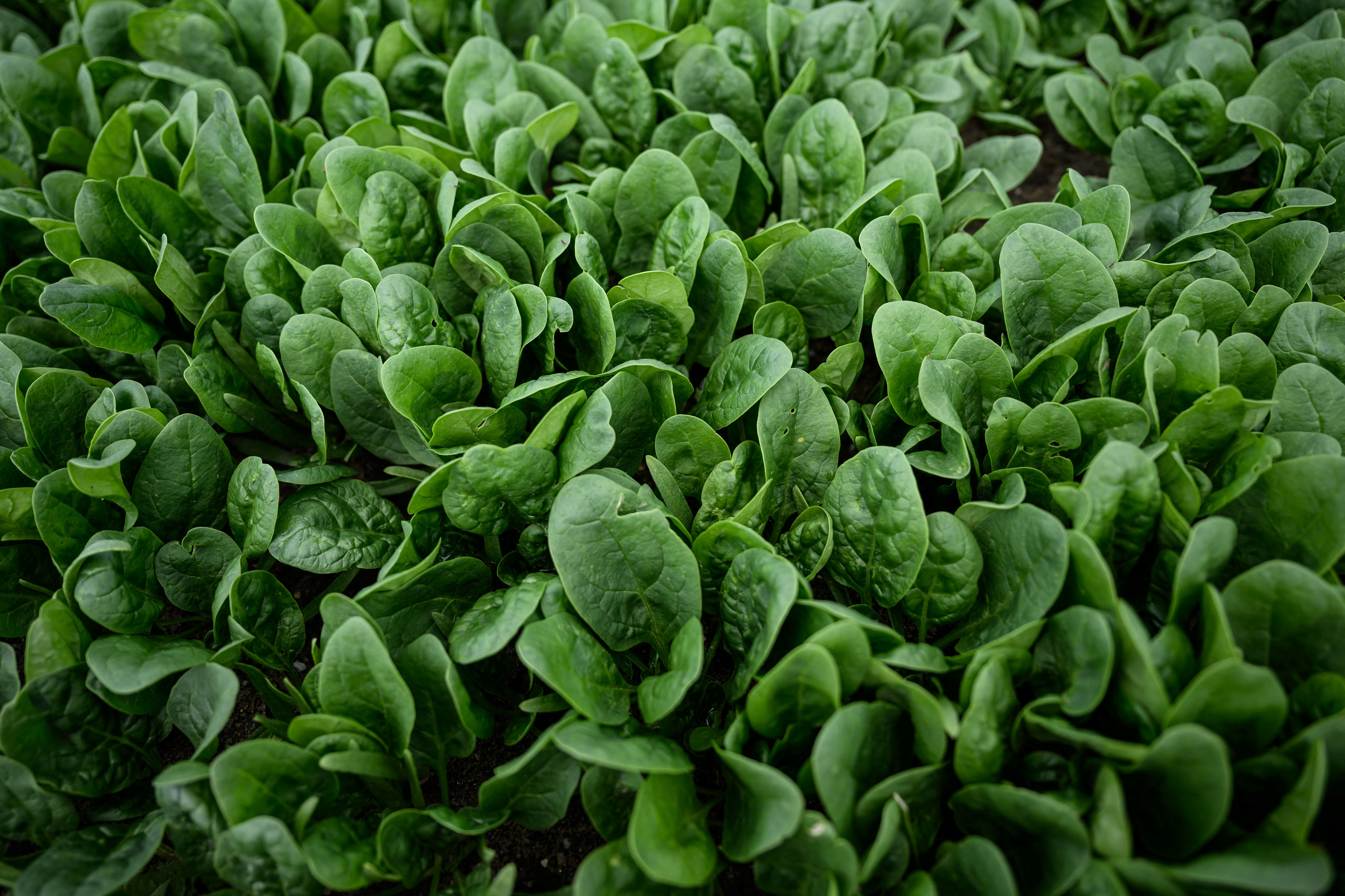 Gros plan sur des plants d'épinards poussant dans un champ | Source : Getty Images