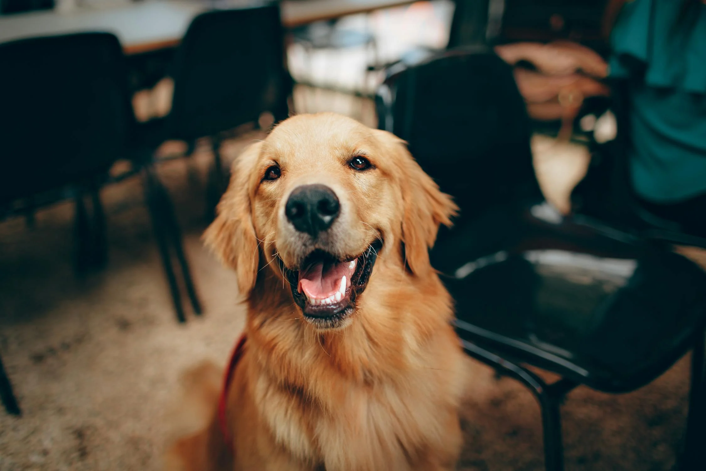 Un Labrador heureux | Source : Pexels