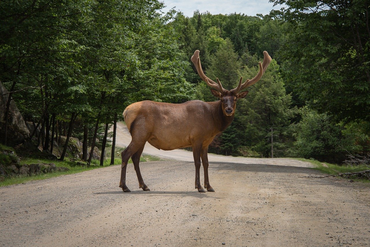 Watch out for a deer if you are driving in Pennsylvania. I Image: Pixabay.