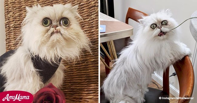 Le chat "laid", qui a un look ancien, est devenu une star sur Instagram à cause de son visage