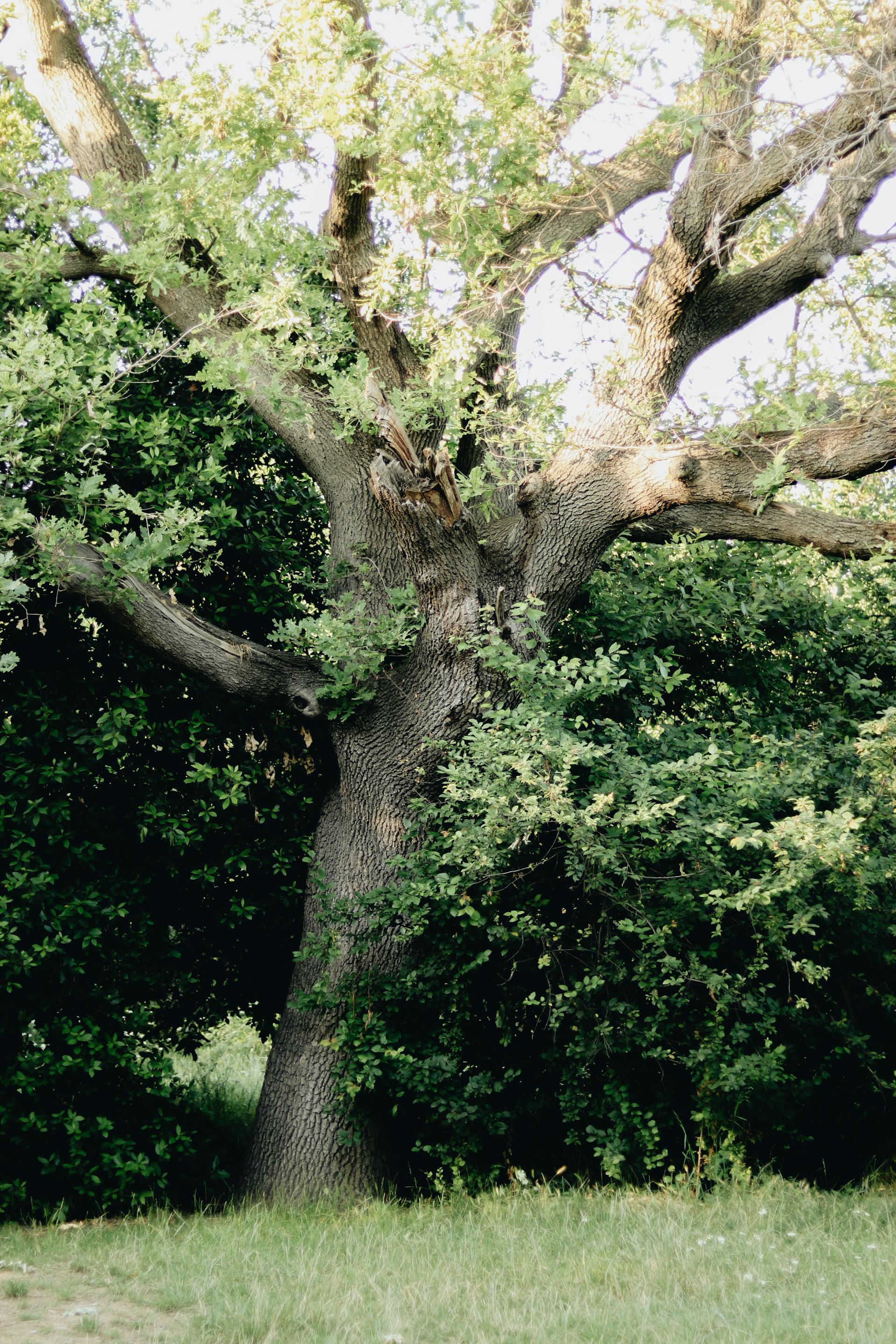 Un arbre | Source : Pexels