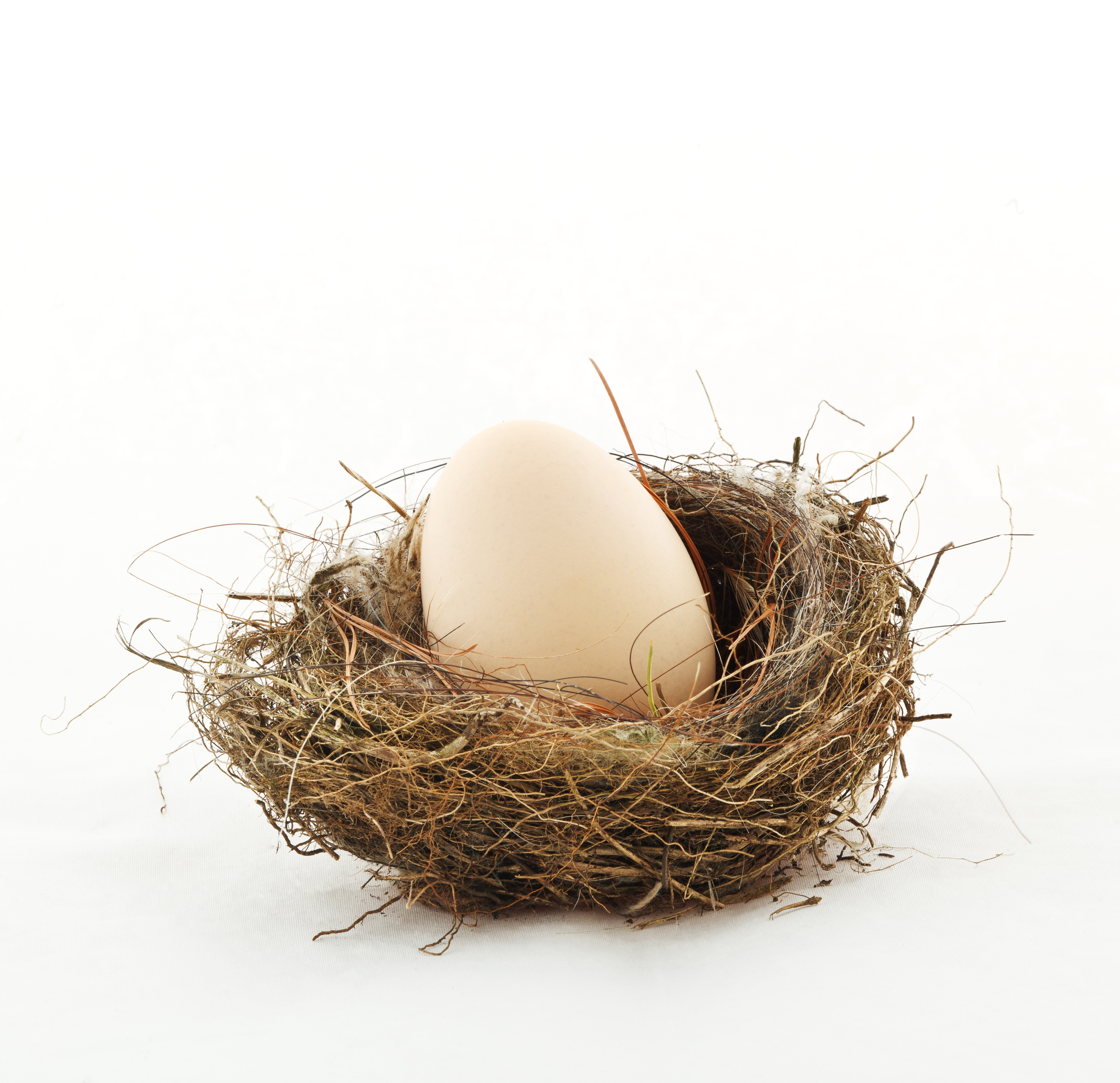 Un œuf dans un nid | Source : Shutterstock