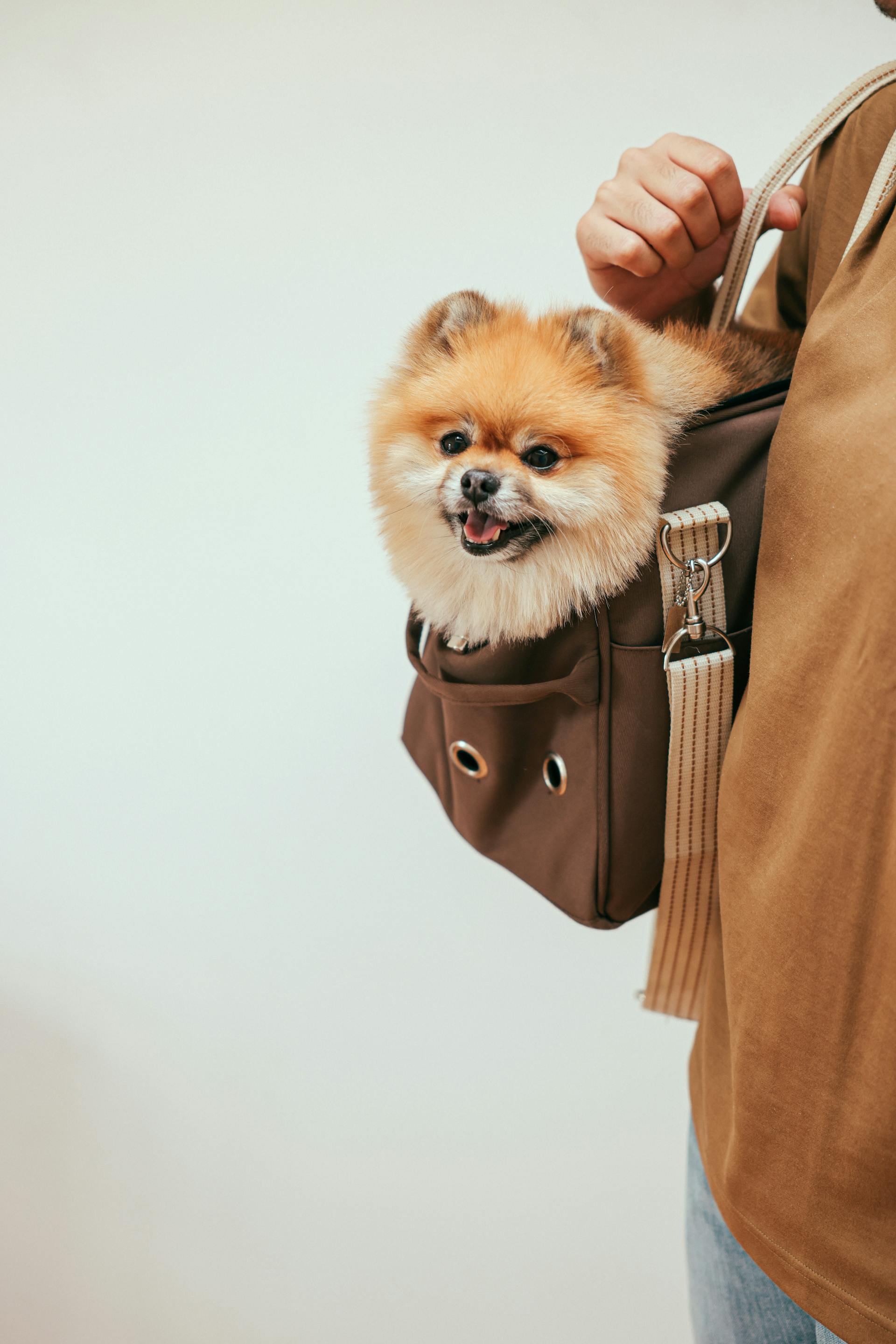 Une personne transportant un chien dans un sac | Source : Pexels
