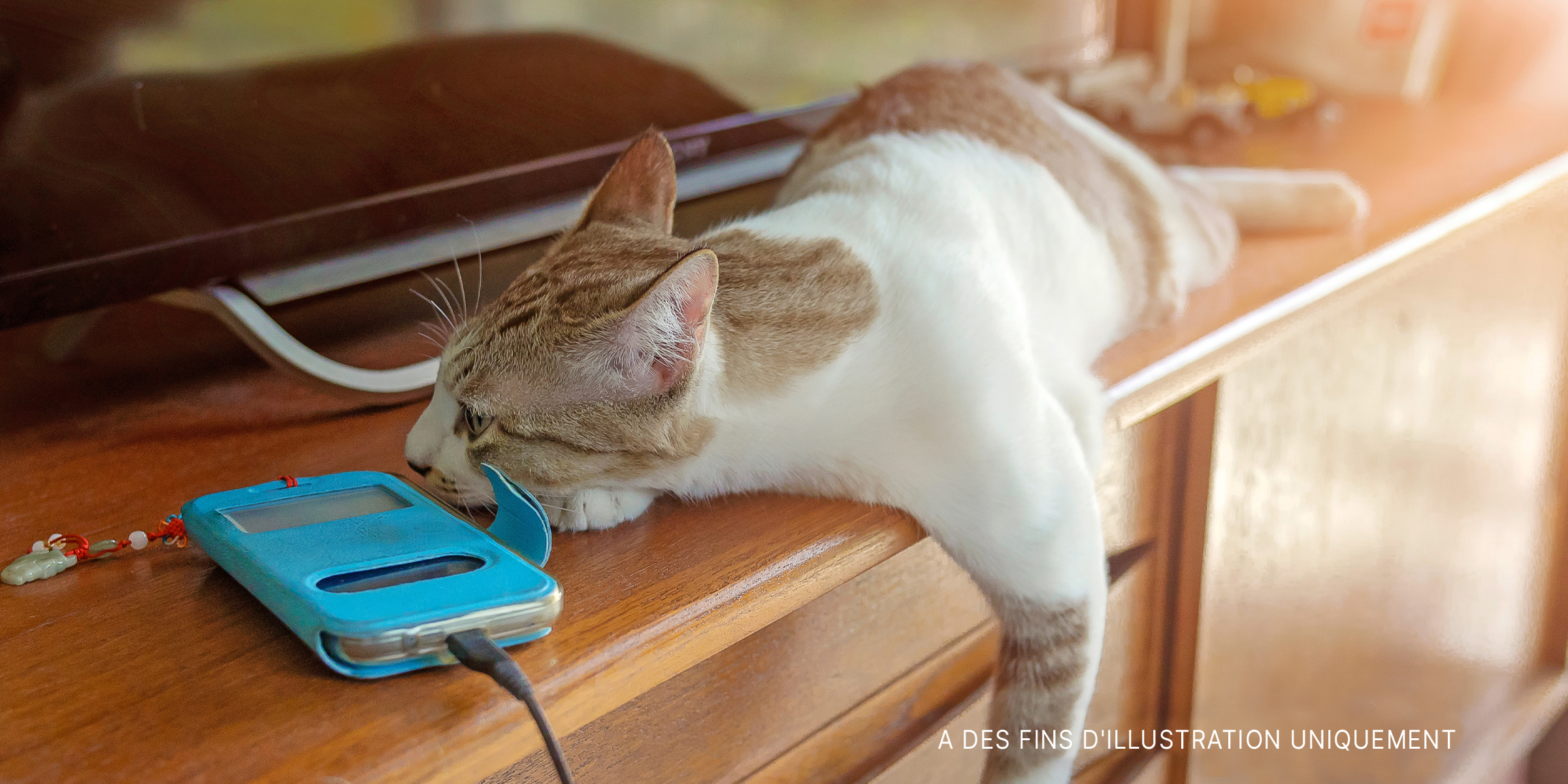 Un chat roux et blanc à poils courts couché sur une table | Source : Shutterstock