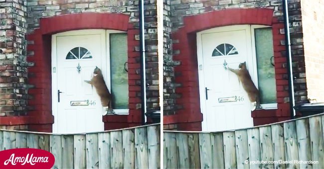 Un chat adorable a été surpris en train de frapper à la porte comme s'il était un humain, et son geste est devenu viral