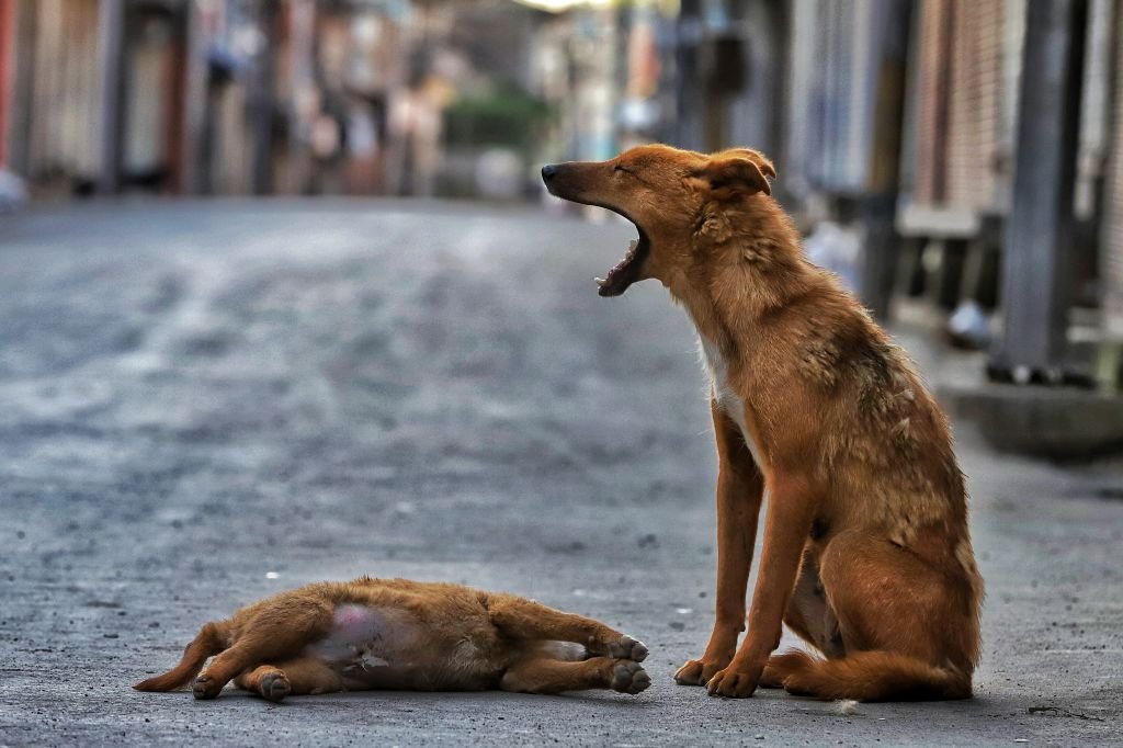 Images de deux chiens abandonnés.| Photo : Getty Images