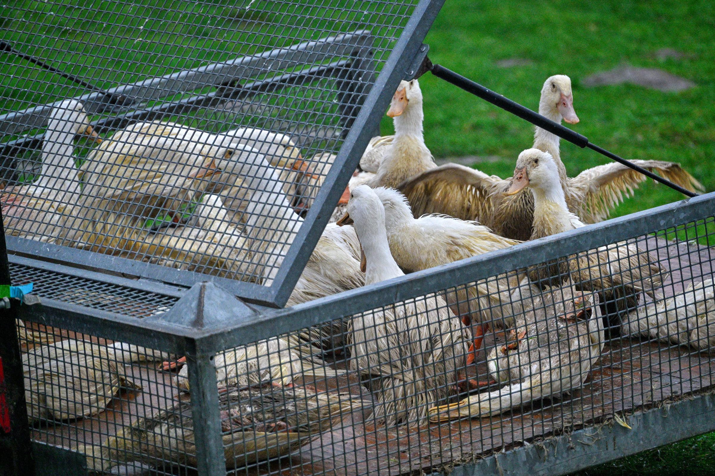 Des canards atteints de la grippe aviaire également appelée grippe de la volaille sont recueillis et mis dans un conteneur à Zarnewanz, en Allemagne, le 28 novembre 2024 | Source : Getty Images