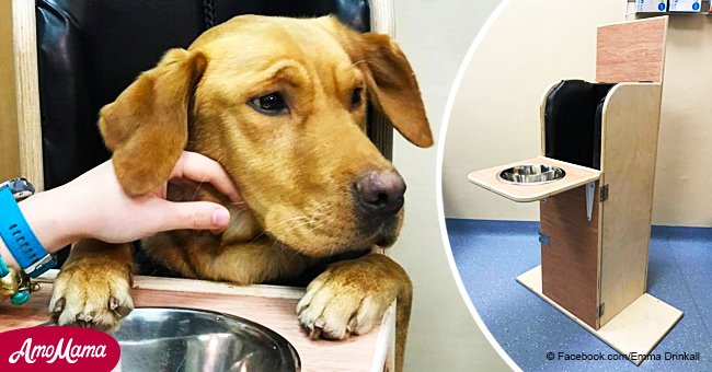 Un chien atteint d'une affection rare reçoit une chaise haute spécialement conçue pour l'aider à manger