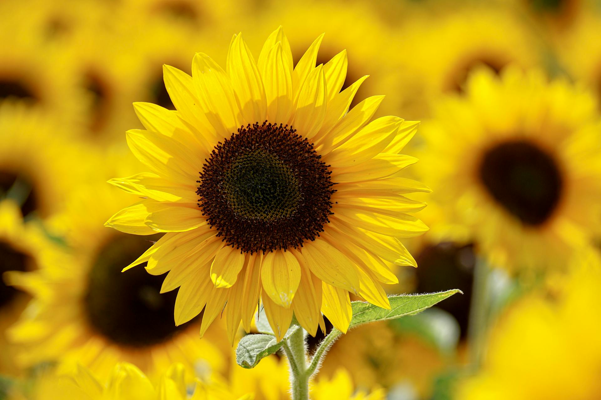 Tournesols | Source : Pexels