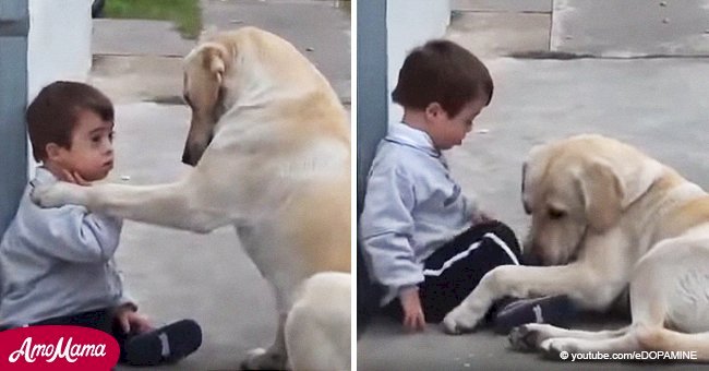Une maman chien donne de l'attention et de l'amour à un petit garçon trisomique (vidéo)