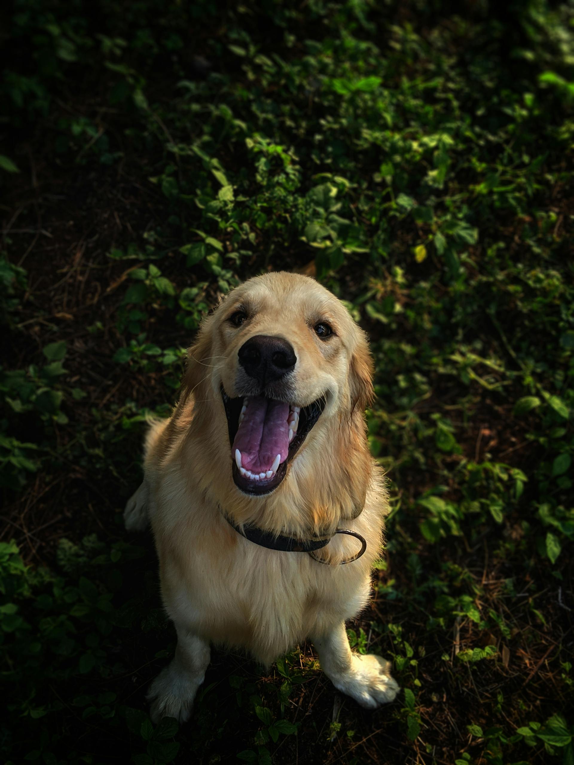 Un chien golden retriever | Source : Pexels