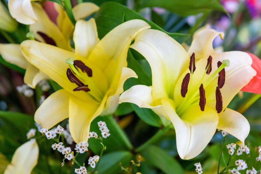 De magnifiques fleurs de lys. | Photo : Getty Images