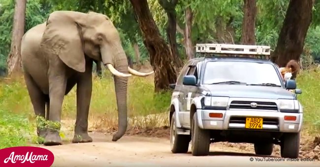 L'éléphant est venu lui-même chez les gens pour "demander" de l'aide après avoir été touché à la tête par un braconnier