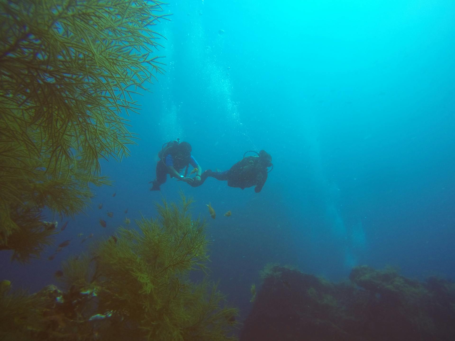 Des gens font de la plongée sous-marine | Source : Pexels