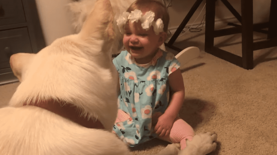 Le chien rend des bisous à la petite fille. | Photo : Facebook/ViralHog