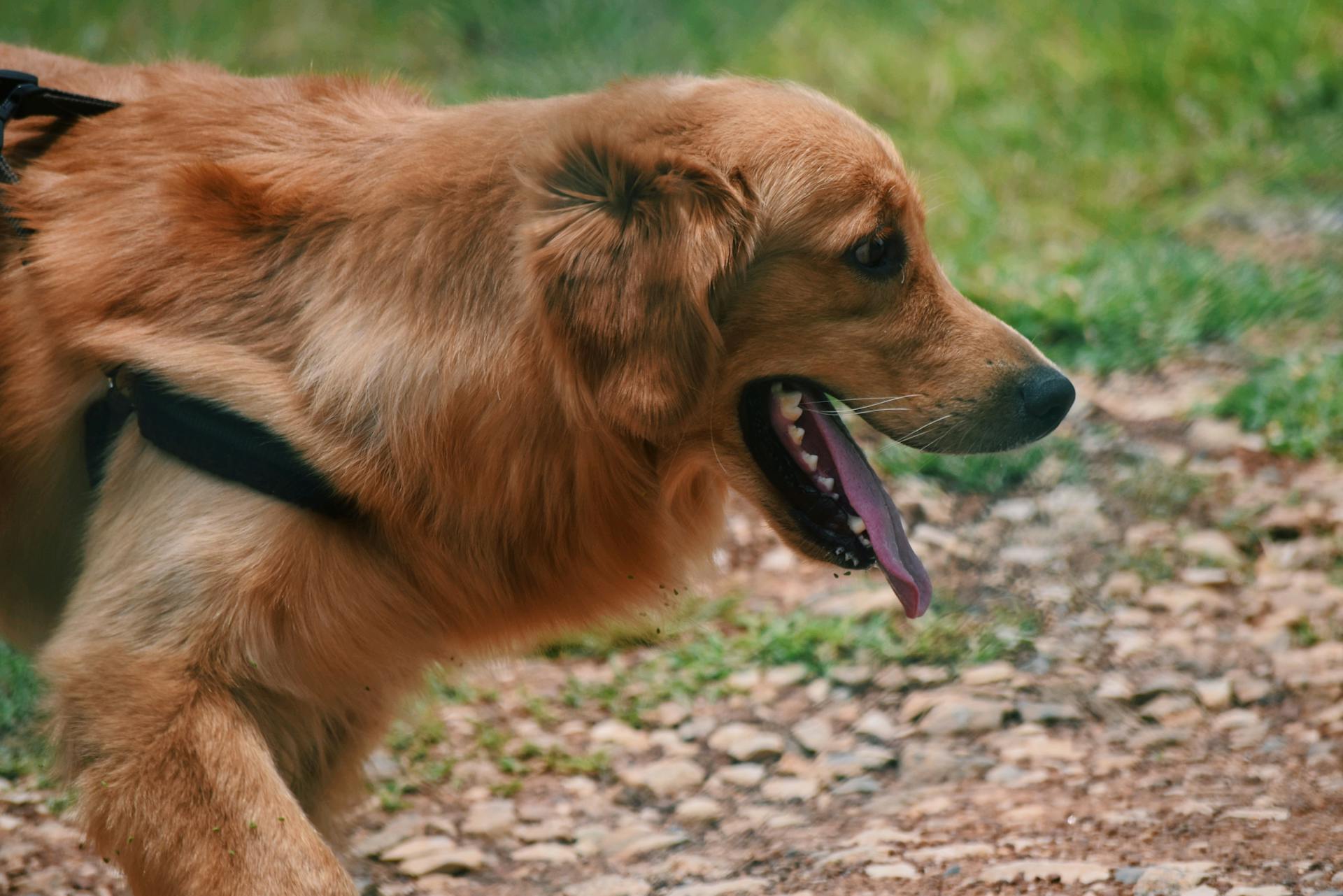 Un chien dans un parc | Source : Pexels