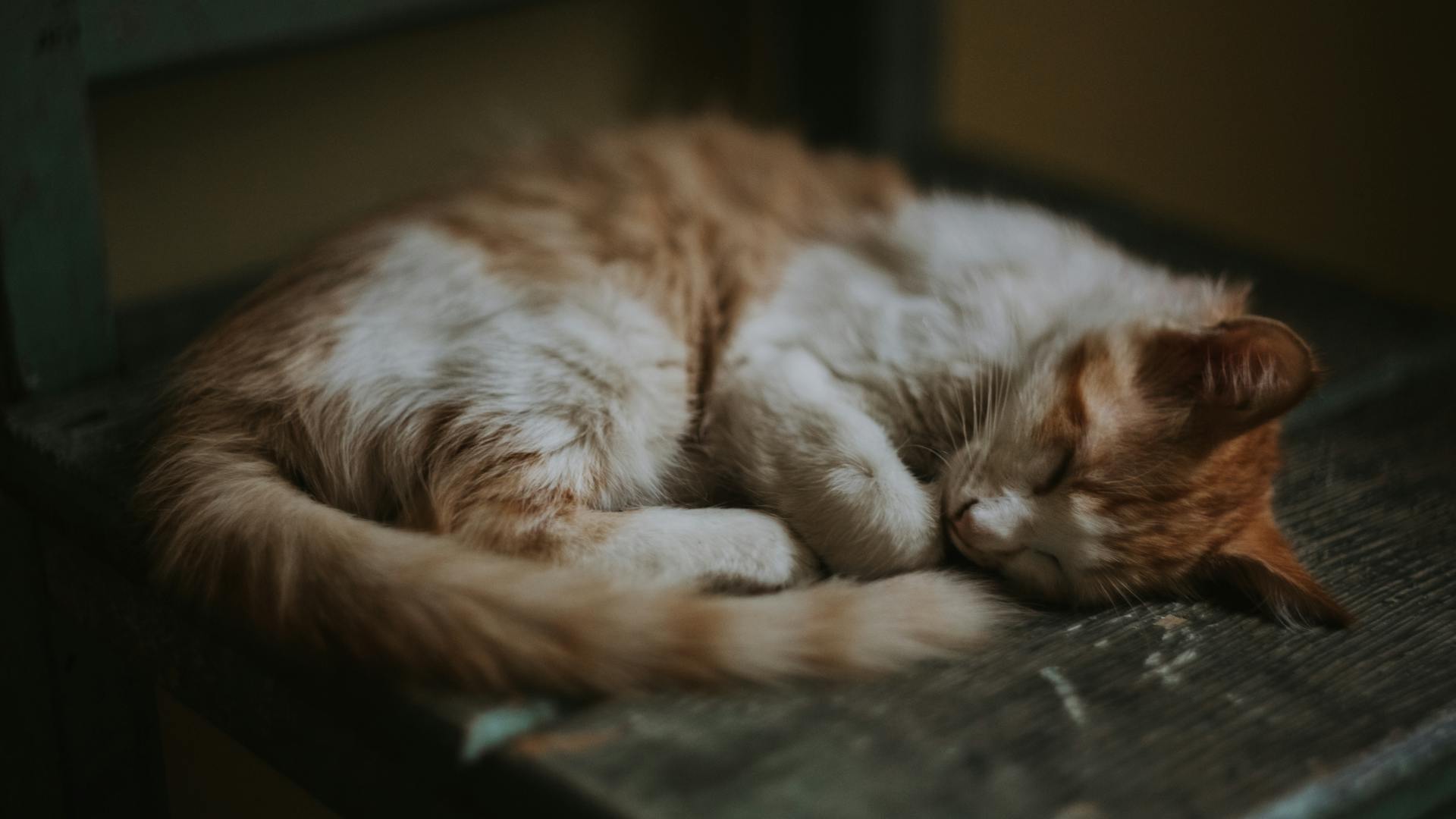 Un chat endormi | Source : Pexels