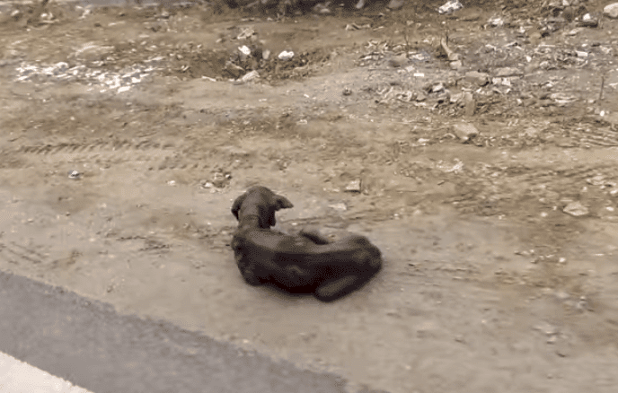 Un chien couché | Photo : YouTube/Animal Aid Unlimited, India