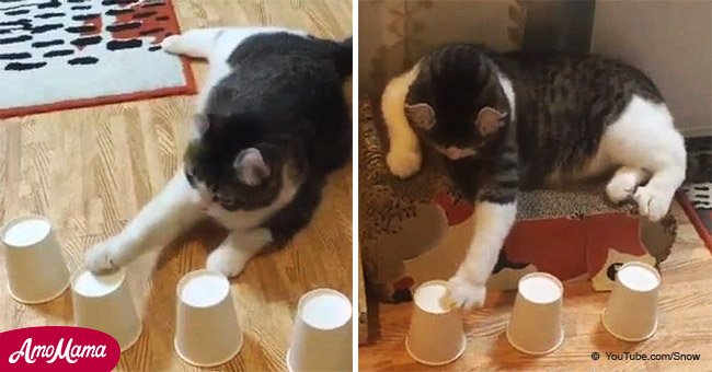 Un chat intelligent surpasse son propriétaire à chaque fois dans un jeu d'esprit