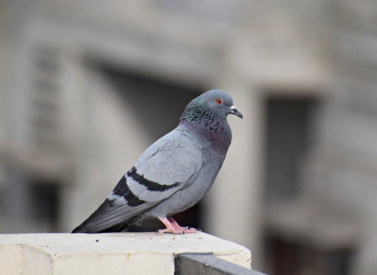 Un pigeon. | Photo : Pixabay