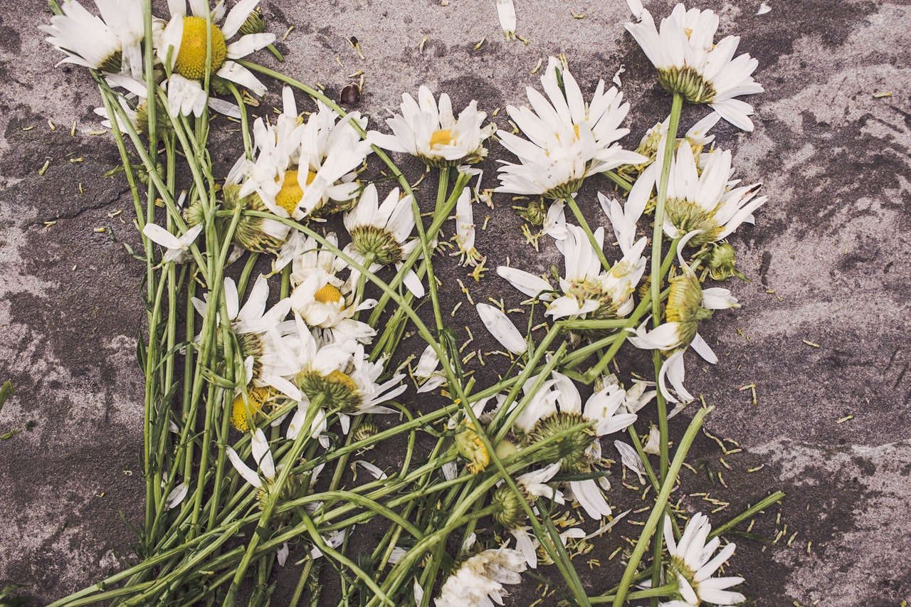 Fleurs blanches sur le sol | Source : Pexels