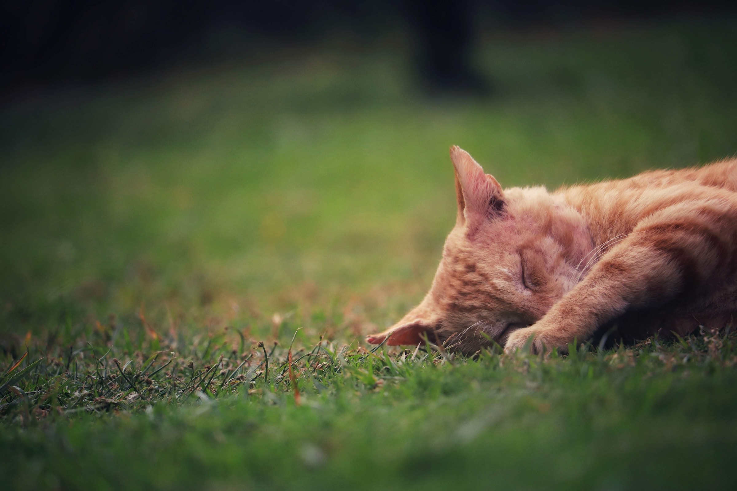 Un chat se couche sur l'herbe avec les yeux fermés | Source : Unsplash